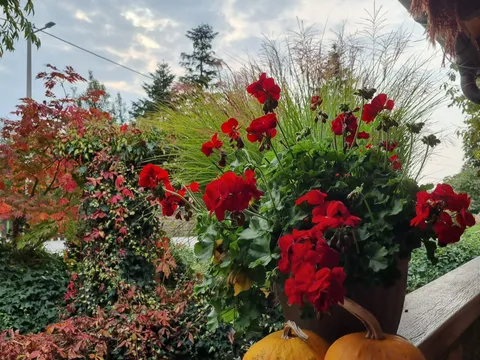 autumn terrace