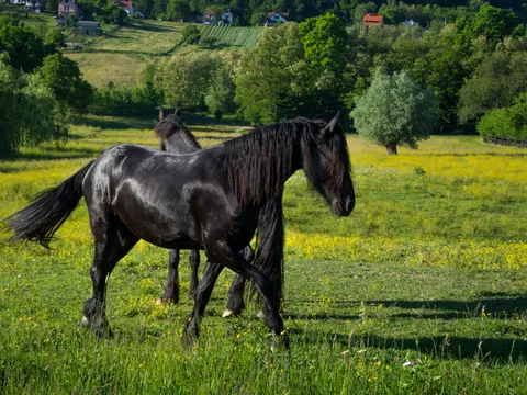 horses pasture 1