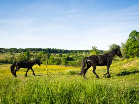 horses pasture 2