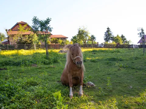 pony pasture