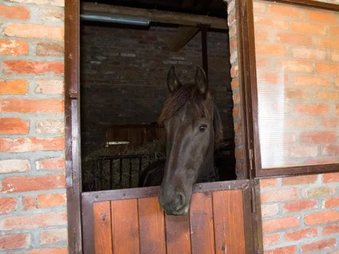 stable horse